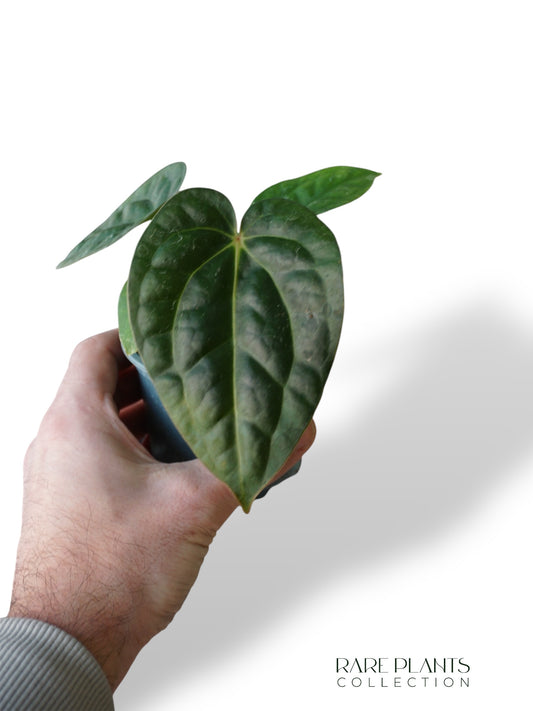 Anthurium Carlablackiae OG1 x Luxurians