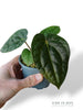 Anthurium Carlablackiae OG1 x Luxurians
