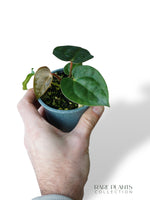 Anthurium Carlablackiae OG1 x Luxurians