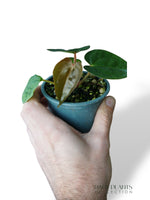 Anthurium Carlablackiae OG1 x Luxurians