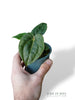 Anthurium Carlablackiae OG1 x Luxurians