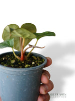 Anthurium Carlablackiae OG1 x Luxurians