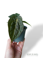 Anthurium Carlablackiae OG1 x Luxurians