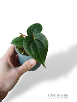 Anthurium Carlablackiae OG1 x Luxurians