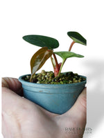 Anthurium Carlablackiae OG1 x Luxurians