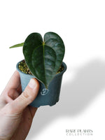 Anthurium Carlablackiae OG1 x Luxurians