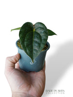 Anthurium Carlablackiae OG1 x Luxurians