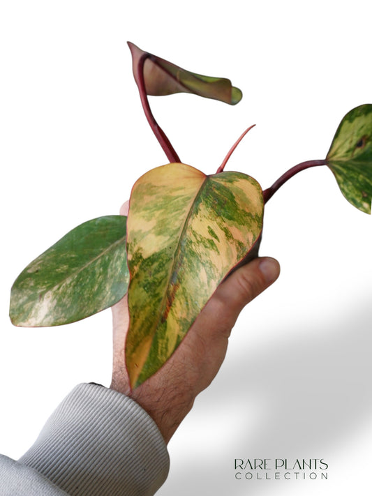 Philodendron Strawberry Shake