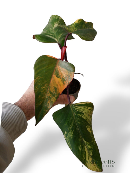 Philodendron Strawberry Shake