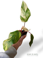 Philodendron Strawberry Shake