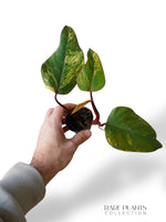 Philodendron Strawberry Shake