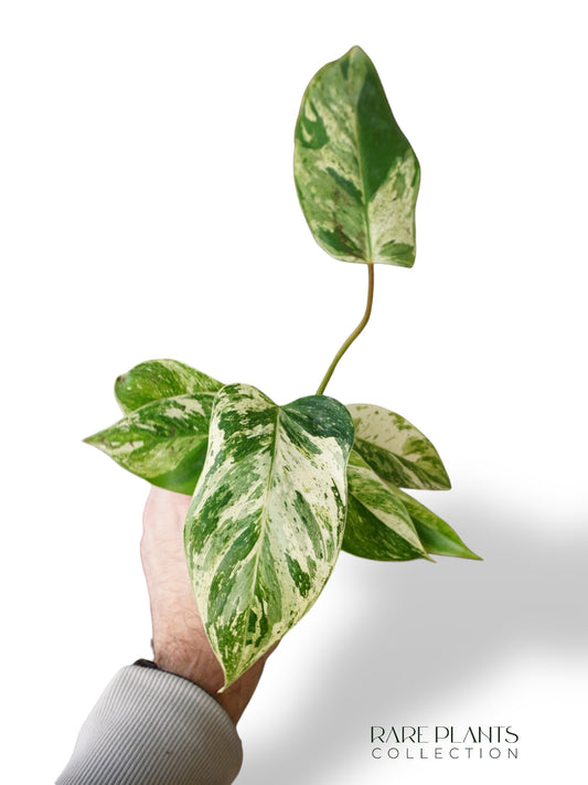 Philodendron Emerald Ice