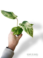 Philodendron Emerald Ice