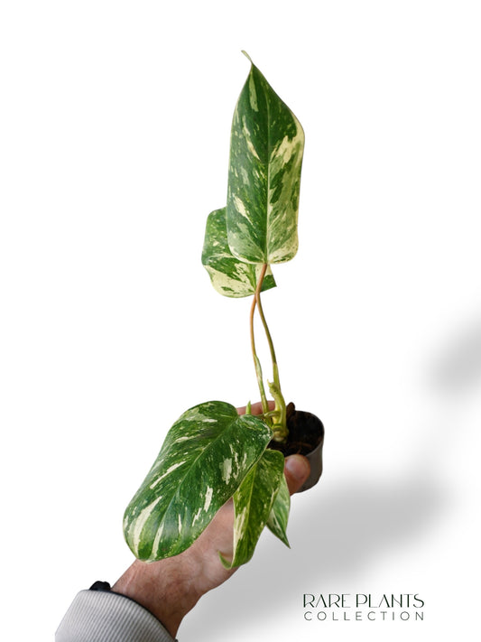 Philodendron Emerald Ice