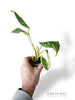 Philodendron Emerald Ice