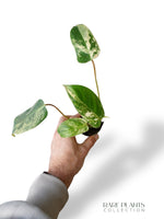 Philodendron Emerald Ice