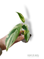 Philodendron Emerald Ice