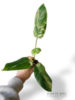 Philodendron Emerald Ice