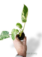 philodendron emerald ice Philodendron Emerald Ice – Rare Plants Collection