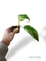 Philodendron Emerald Ice