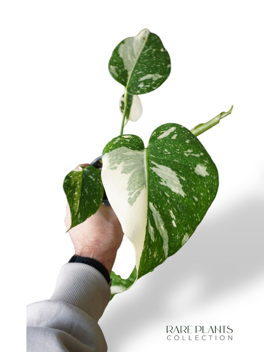 Monstera Thai Constellation