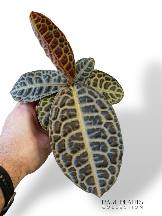 Labisia Turtle Back