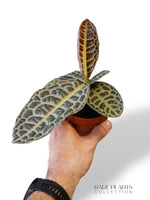 Labisia Schildkrötenrücken