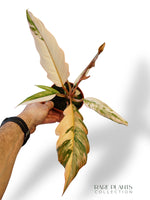 Philodendron Caramel Marble Variegata