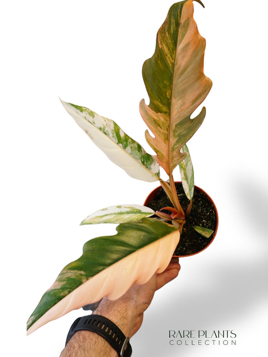 Philodendron Caramel Marble Variegata