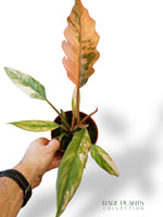 Philodendron Caramel Marble Variegata