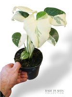 Monstera Thai Mutation