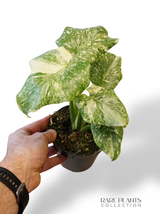 Monstera Thai Mutation