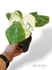 Monstera Thai Mutation