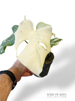 Monstera Thai Mutation