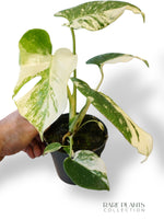 Monstera Thai Mutation