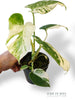 Monstera Thai Mutation
