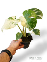 Monstera Thai Mutation