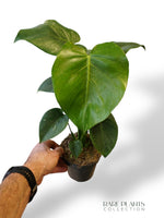 Monstera Thai Mutation