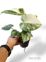 Monstera Thai Mutation