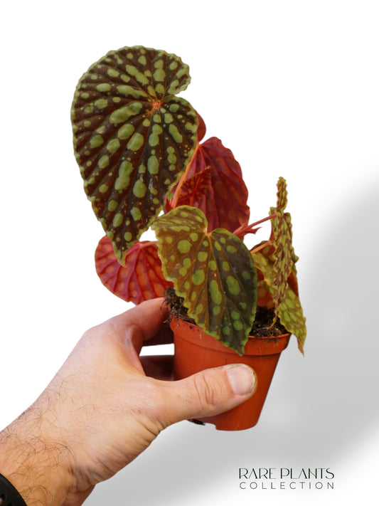 Begonia Chlorosticta