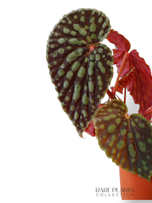 Begonia Chlorosticta