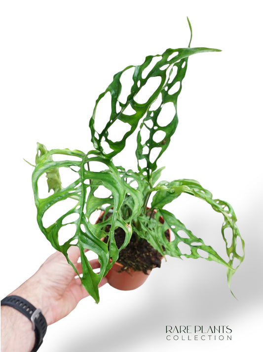 Monstera Obliqua Peru