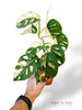 Monstera Adansonii Variegata