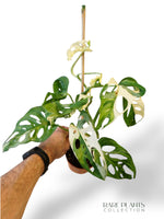 Monstera Adansonii Variegata