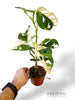 Monstera Adansonii Variegata