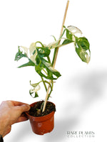 Monstera Adansonii Variegata