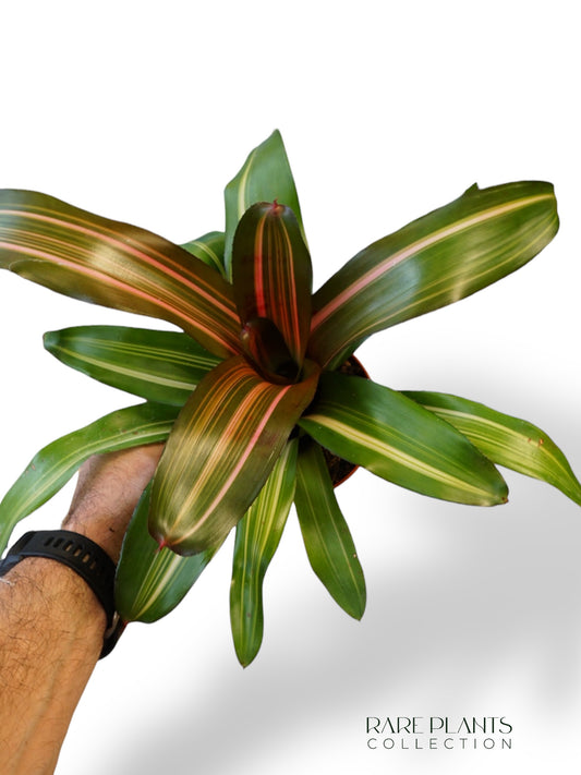 Neoregelia Fancy