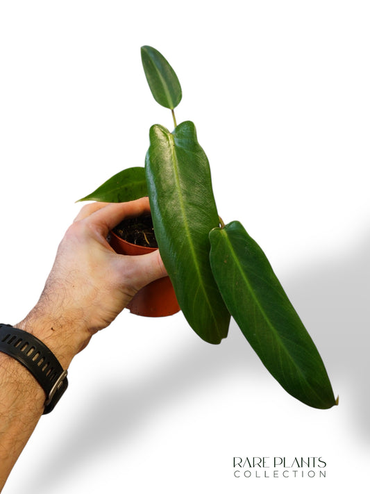 Philodendron Spiritus Sancti