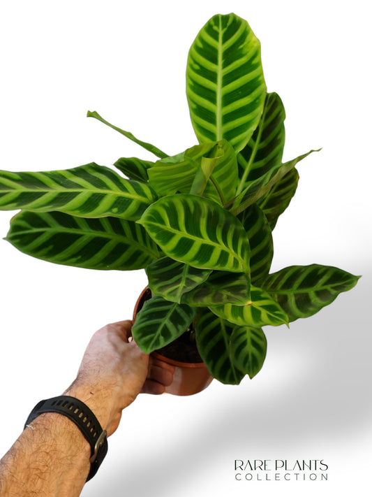 Calathea Zebrina