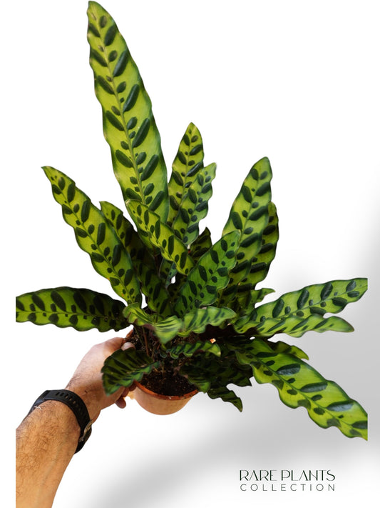Calathea Lancifolia